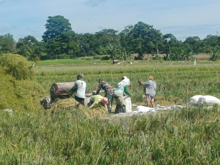 Babinsa Koramil 09/Tiga Balata Kodim 0207/Simalungun, Serda P. Simatupang, yang melakukan monitoring sekaligus pendampingan panen padi pada Kamis (2/7/2026).