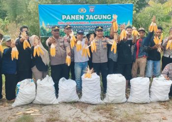 Kapolsek Pahandut AKP Iyudi Hertanto bersama personel melaksanakan panen jagung pipil bersama Kelompok Tani Bolo Dewe (Uluh Itah) di Jalan Merdeka Gang Merdeka Utara IV, Kelurahan Bukit Tunggal, Kecamatan Jekan Raya, sebagai bentuk dukungan terhadap program ketahanan pangan.