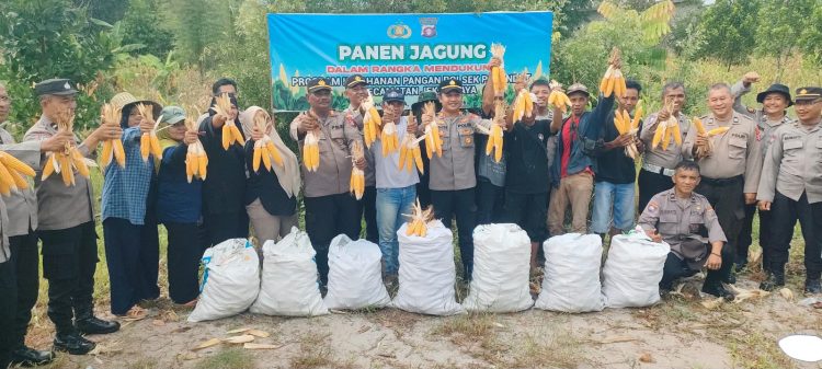 Kapolsek Pahandut AKP Iyudi Hertanto bersama personel melaksanakan panen jagung pipil bersama Kelompok Tani Bolo Dewe (Uluh Itah) di Jalan Merdeka Gang Merdeka Utara IV, Kelurahan Bukit Tunggal, Kecamatan Jekan Raya, sebagai bentuk dukungan terhadap program ketahanan pangan.