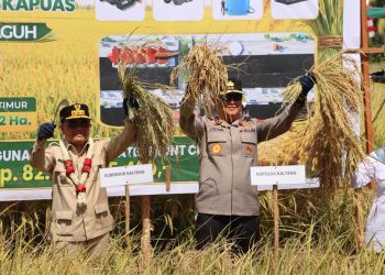 Kapolda Kalimantan Tengah Irjen Pol Iwan Kurniawan bersama Gubernur Kalteng H. Agustiar Sabran dan unsur Forkopimda Kab. Kapuas dengan menggelar Panen Raya Padi di Kabupaten Kapuas, Rabu (8/7/2026).