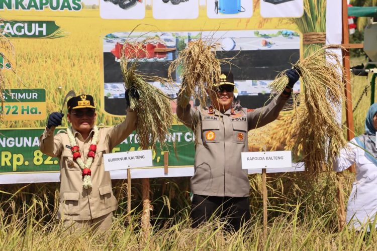 Kapolda Kalimantan Tengah Irjen Pol Iwan Kurniawan bersama Gubernur Kalteng H. Agustiar Sabran dan unsur Forkopimda Kab. Kapuas dengan menggelar Panen Raya Padi di Kabupaten Kapuas, Rabu (8/7/2026).