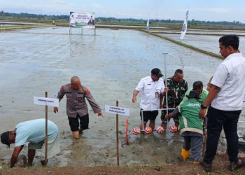 Danramil 06/Perdagangan Kodim 0207/Simalungun, Kapten Inf Richard Pasaribu, menghadiri kegiatan Sosialisasi dan Gerakan Tanam Padi yang dilaksanakan di hamparan Kelompok Tani Maju Jaya, Nagori Kandangan, Kecamatan Pematang Bandar, Selasa (21/7/2026).