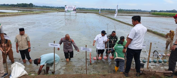 Danramil 06/Perdagangan Kodim 0207/Simalungun, Kapten Inf Richard Pasaribu, menghadiri kegiatan Sosialisasi dan Gerakan Tanam Padi yang dilaksanakan di hamparan Kelompok Tani Maju Jaya, Nagori Kandangan, Kecamatan Pematang Bandar, Selasa (21/7/2026).