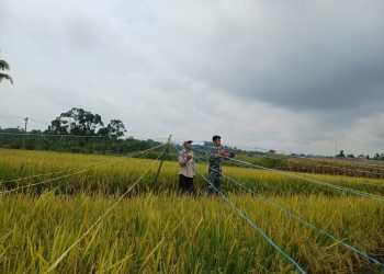 Babinsa Koramil 09/Tiga balata Kodim 0207/Simalungun, Serda P. Simatupang, turun langsung mendampingi petani di wilayah binaannya.