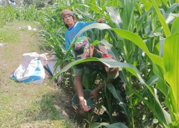 Babinsa Koramil 10/Tanah Jawa Kodim 0207/Simalungun, Sertu TD. Simbolon, melaksanakan komunikasi sosial (Komsos) sekaligus membantu petani jagung, Supriatin, melakukan pemupukan tahap kedua pada tanaman jagung, Selasa (8/9/2026).