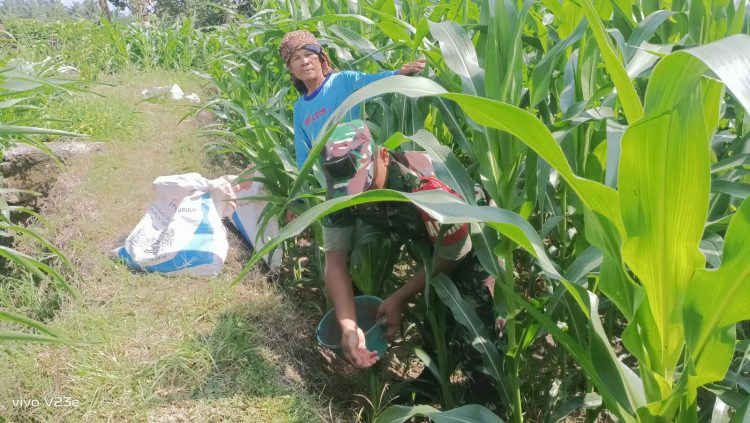 Babinsa Koramil 10/Tanah Jawa Kodim 0207/Simalungun, Sertu TD. Simbolon, melaksanakan komunikasi sosial (Komsos) sekaligus membantu petani jagung, Supriatin, melakukan pemupukan tahap kedua pada tanaman jagung, Selasa (8/9/2026).