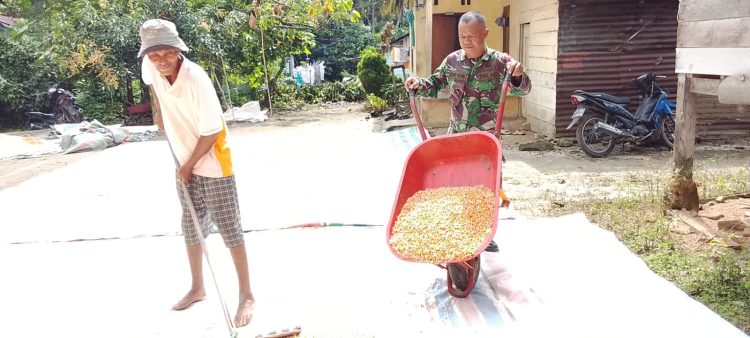 Babinsa Koramil 09/Tiga Balata, Serka Azman Wijaya, menyambangi petani, T. Sirait, yang tengah menjemur jagung hasil panen di Nagori Palianopat, Kecamatan Dolok Panribuan, Kabupaten Simalungun.