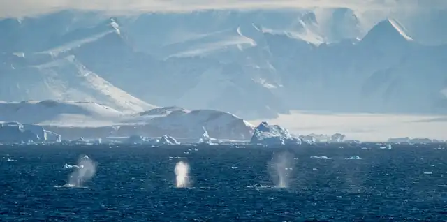 Dunia Paus: Keindahan dan Misteri Bawah Laut