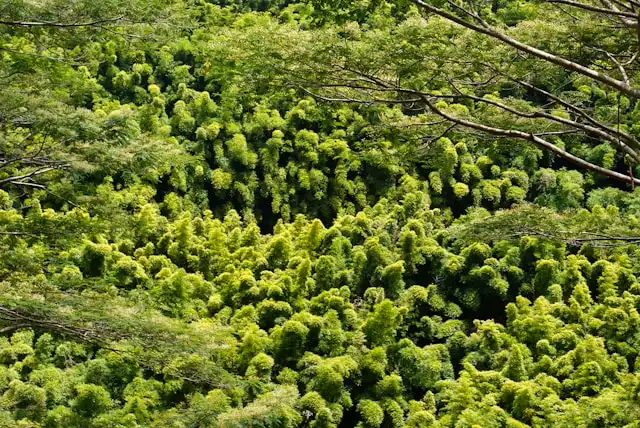 Perbedaan Hari Menanam Pohon dan Hari Hutan Sedunia