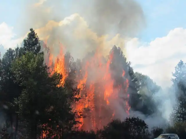 Ancaman Deforestasi dan Cara Mengatasinya: Upaya Menjaga Hutan Tetap Hidup