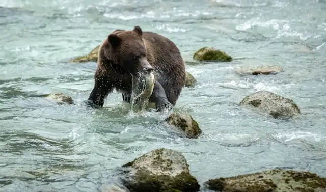 Katmai National Park: Jantung Kehidupan Grizzly