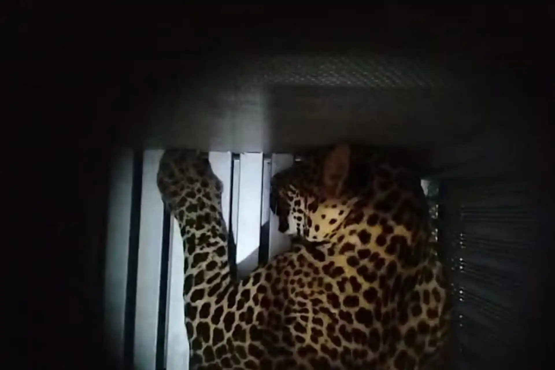 Macan Tutul Yang Lepas di Prak Zoo Belum Ditangkap, Mampu Bertahan Tidak Makan Selama 1-2 Minggu