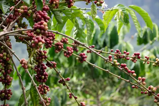 Petualangan Rasa Kopi Indonesia: Pahit, Manis, Nagih!