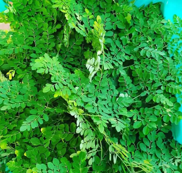 Mengulik Kehebatan Kelor: Si Superfood yang Mendunia