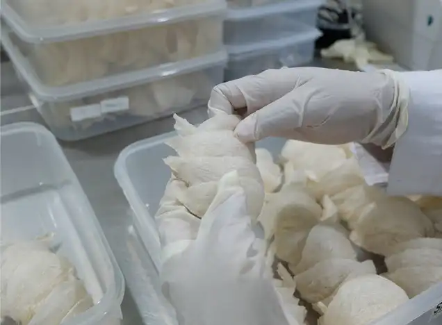 PT Abadi Lestari Indonesia: Kisah di Balik Kilauan Sarang Burung Walet yang Bikin Geleng-Geleng Kepala