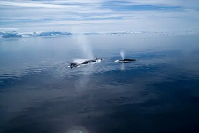 Selamatkan Paus: Suara dari Kedalaman Samudra