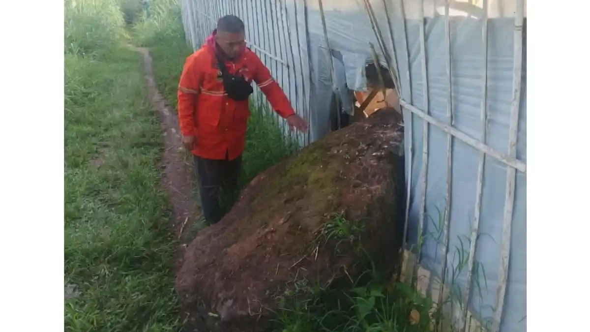 Warga Kaget Batu Besar Jatuh dari Tebing Gunung Batu di Sesar Lembang, Badan Geologi Peringatkan Jatuhan Susulan
