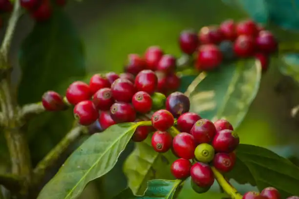Kopi Gunung Halu: Aroma & Rasa Terbaik Bandung Barat