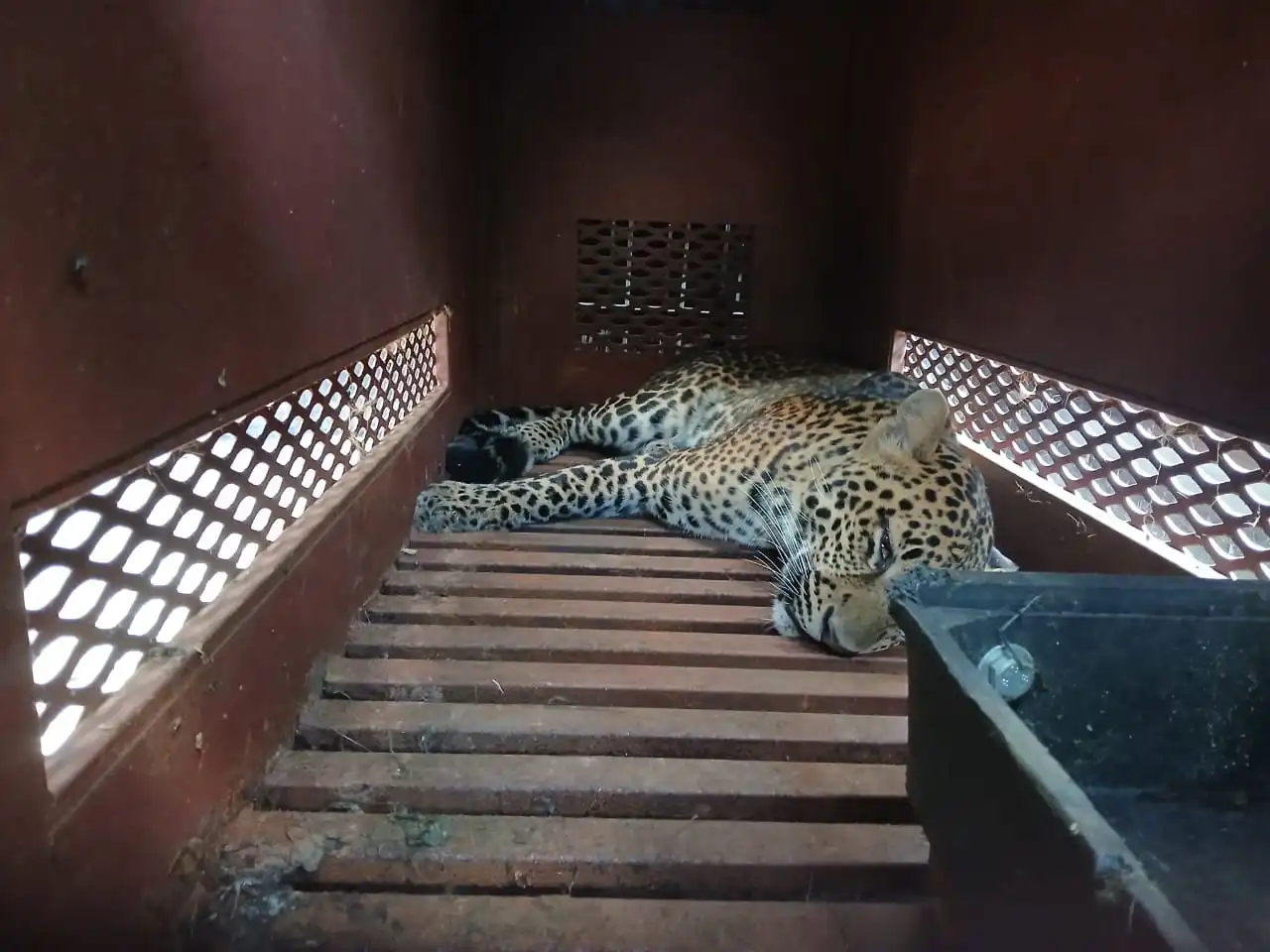 Macan Tutul Masuk Hotel di Bandung, Evakuasi Dramatis Berlangsung Tiga Jam