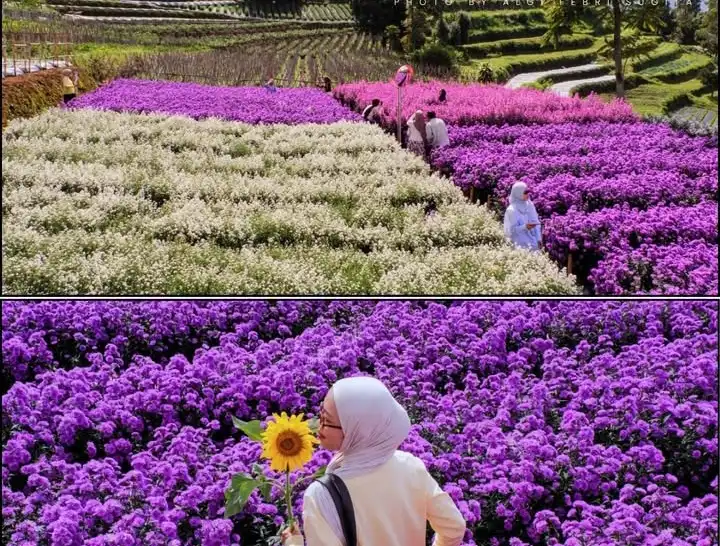 Lembang Punya! Pesona Kebun Bunga Instagrammable Ini.