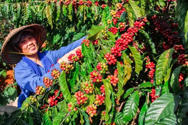 Kopi Nusantara dan Identitas Budaya Indonesia di Hari Kopi Internasional