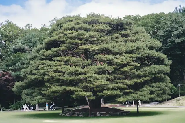 Oksigen Premium Gratis? Terima Kasih Pohon!