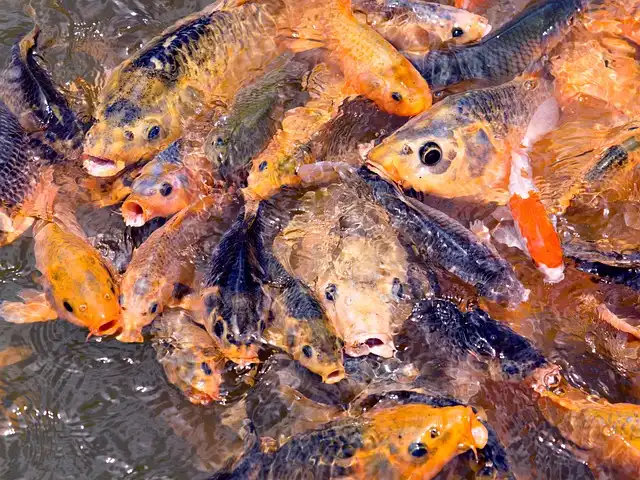 Mancing Zonk Terus? Rahasia Umpan Ikan Emas Jitu