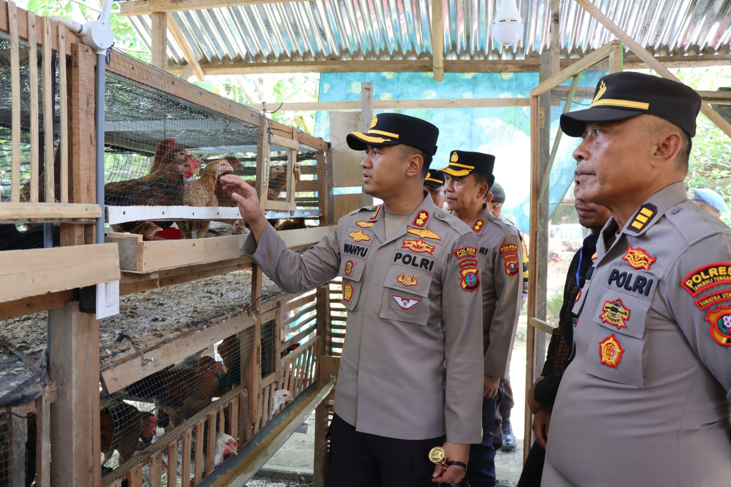 Dukung Ketahanan Pangan, Polisi di Tapteng Berdayakan Warga Lewat Usaha Ternak Ayam Dukung Ketahanan Pangan, Polisi di Tapteng Berdayakan Warga Lewat Usaha Ternak Ayam
