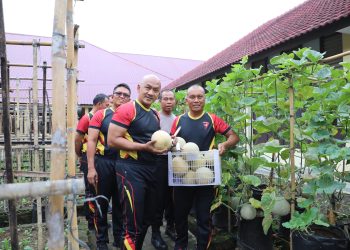 Dansat Brimob Polda Sumut Pimpin Panen Melon Hijau di KRPL, Wujud Nyata Ketahanan Pangan Mandiri dan Berkelanjutan