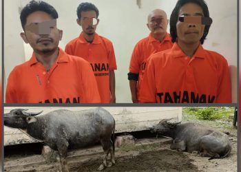 Kerjasama Sat Reskrim Polres Taput Dan Polsek Siborongborong Berhasil Ringkus 4 Pelaku Pencurian Kerbau