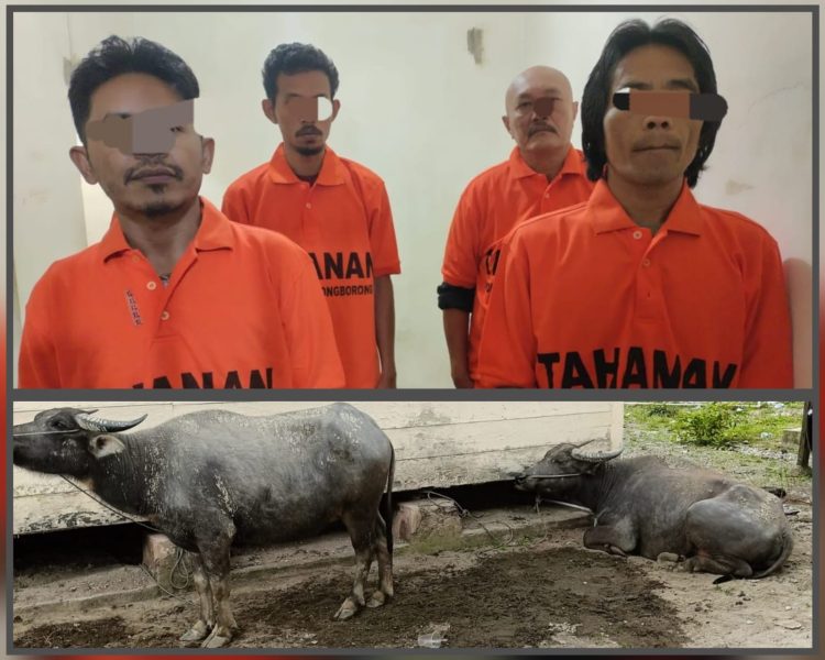 Kerjasama Sat Reskrim Polres Taput Dan Polsek Siborongborong Berhasil Ringkus 4 Pelaku Pencurian Kerbau