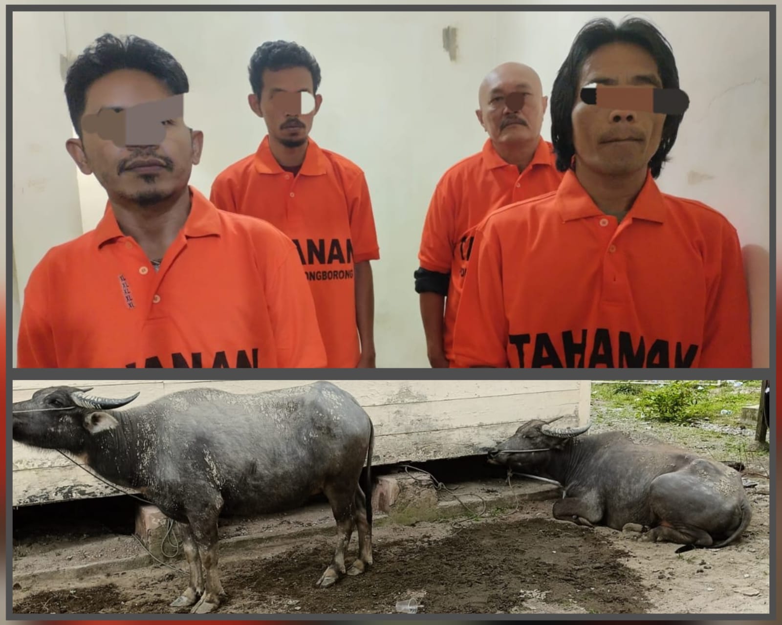 Kerjasama Sat Reskrim Polres Taput Dan Polsek Siborongborong Berhasil Ringkus 4 Pelaku Pencurian Kerbau