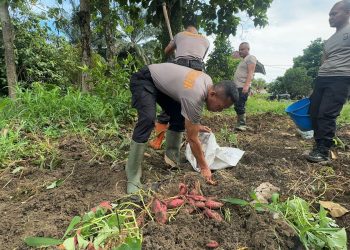 Brimob Polda Sumut Panen Ubi di Pematang Siantar, Wujud Nyata Komitmen Terhadap Ketahanan Pangan Nasional