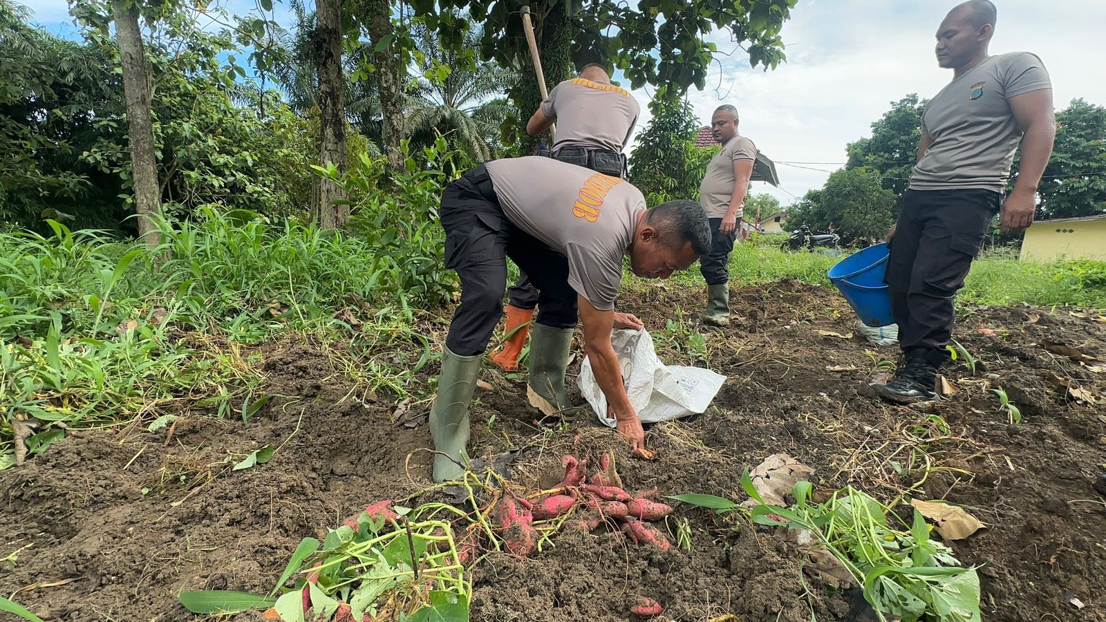 Brimob Polda Sumut Panen Ubi di Pematang Siantar, Wujud Nyata Komitmen Terhadap Ketahanan Pangan Nasional