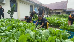 Brimob Sumut Panen Ikan Lele dan Sayur, Wujudkan Ketahanan Pangan Serta Pererat Soliditas Personel