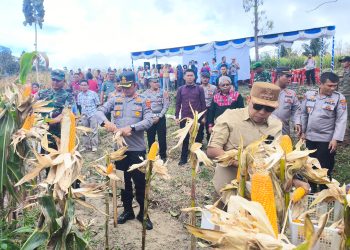 Polres Taput Panen Raya Jagung Serentak Kuartal II, Upaya Mendukung Swasembada Pangan Tahun 2025