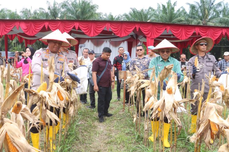 Kapolres Simalungun Ikut Panen Raya Jagung Serentak Kuartal II 2025, Dipimpin Presiden Prabowo