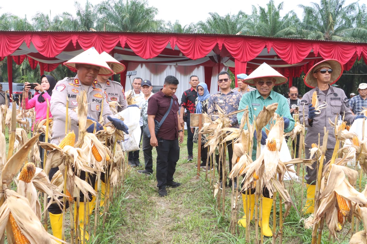 Kapolres Simalungun Ikut Panen Raya Jagung Serentak Kuartal II 2025, Dipimpin Presiden Prabowo Kapolres Simalungun Ikut Panen Raya Jagung Serentak Kuartal II 2025, Dipimpin Presiden Prabowo