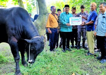 Bupati Simalungun Didampingi Kapolres Dan Kajari Serahkan Hewan Qurban Dari Presiden RI
