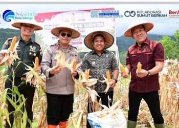 Panen Raya Jagung Serentak, Wujud Komitmen Pemko Sibolga Dukung Swasembada Pangan