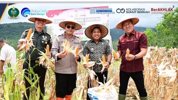 Panen Raya Jagung Serentak, Wujud Komitmen Pemko Sibolga Dukung Swasembada Pangan