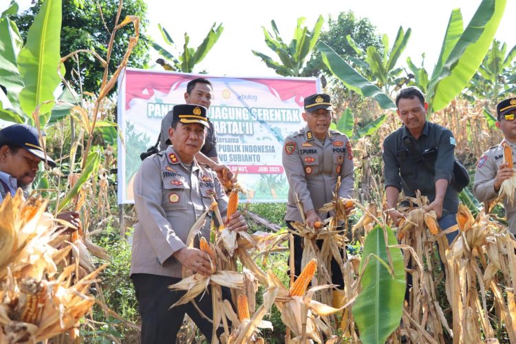 Polres Tapanuli Tengah Laksanakan Panen Raya Jagung Kuartal 2 di Wilayah Kolang Polres Tapanuli Tengah Laksanakan Panen Raya Jagung Kuartal 2 di Wilayah Kolang