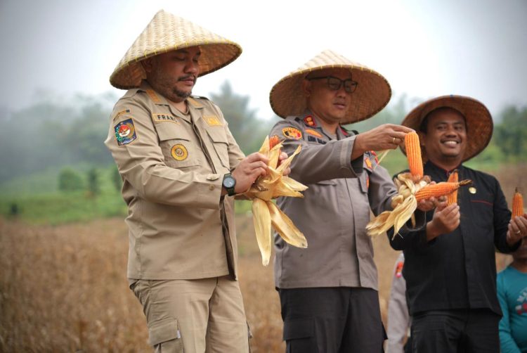 Bupati Franc Bernhard Tumanggor Mengikuti Panen Raya Jagung Kuartal II Bersama Kepolisian Resort Pakpak Bharat