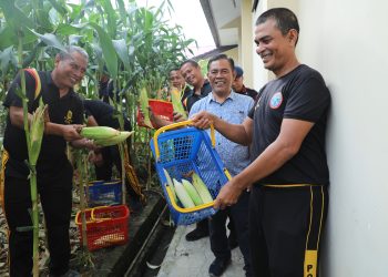 Panen Jagung Detasemen Gegana, Wujud Nyata Komitmen Satuan Brimob Polda Sumut Dalam Mendukung Ketahanan Pangan Nasional