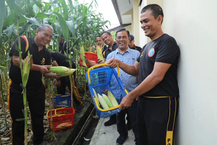 Panen Jagung Detasemen Gegana, Wujud Nyata Komitmen Satuan Brimob Polda Sumut Dalam Mendukung Ketahanan Pangan Nasional