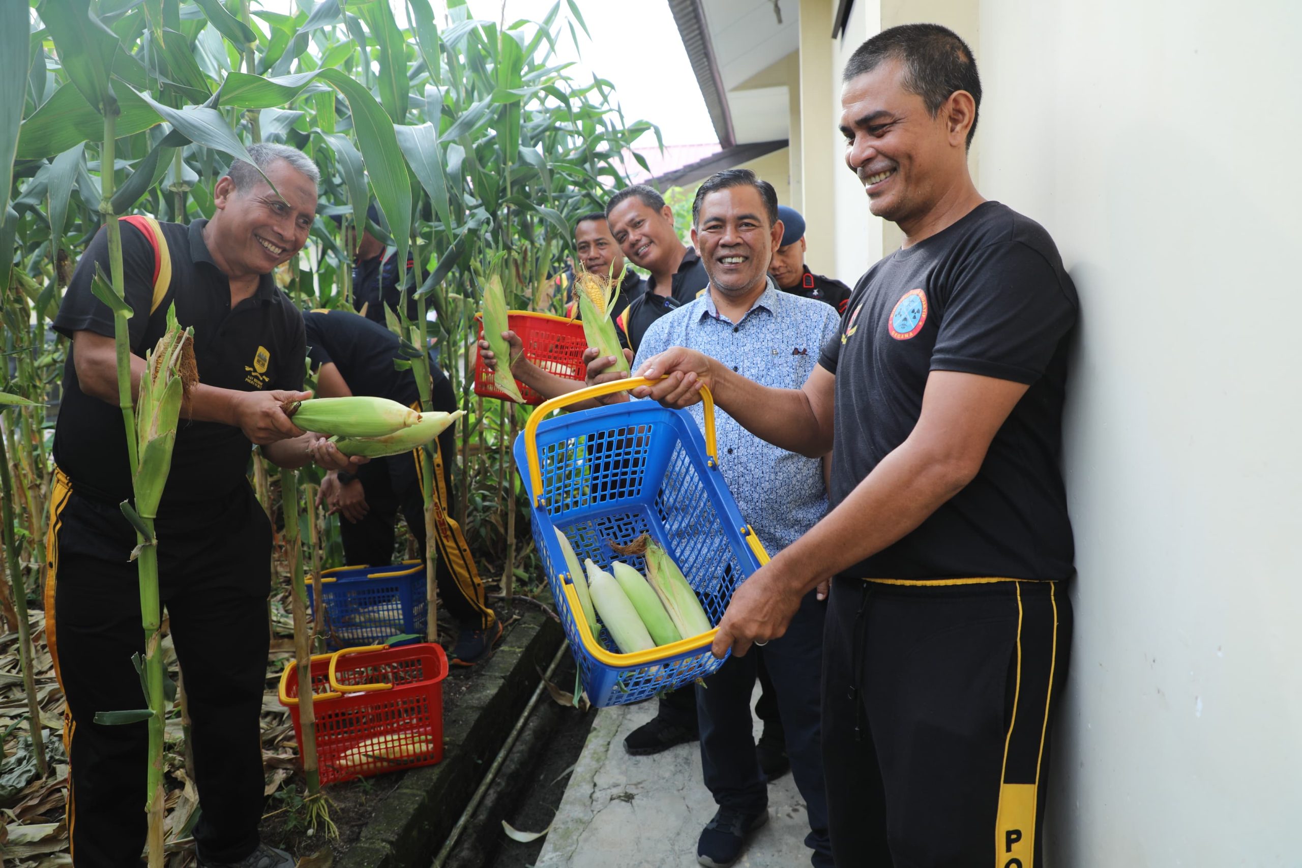 Panen Jagung Detasemen Gegana, Wujud Nyata Komitmen Satuan Brimob Polda Sumut Dalam Mendukung Ketahanan Pangan Nasional Panen Jagung Detasemen Gegana, Wujud Nyata Komitmen Satuan Brimob Polda Sumut Dalam Mendukung Ketahanan Pangan Nasional