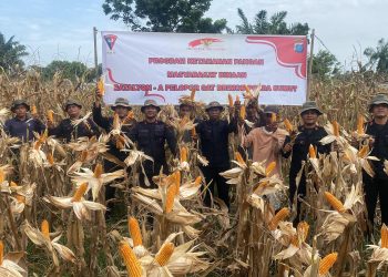 Panen jagung di Langkat, Satuan Brimob Polda Sumut Tunjukkan Komitmen Kuat Dukung Ketahanan Pangan Nasional