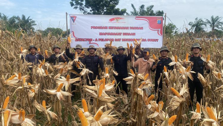Panen jagung di Langkat, Satuan Brimob Polda Sumut Tunjukkan Komitmen Kuat Dukung Ketahanan Pangan Nasional