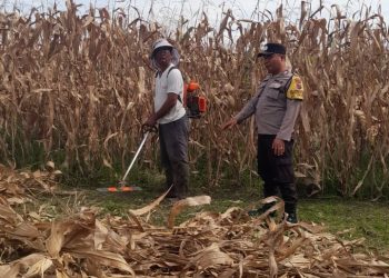 Polsek Siantar Marihat Sambangi Warga Manfaatkan Ladang, Dukung Ketahanan Pangan