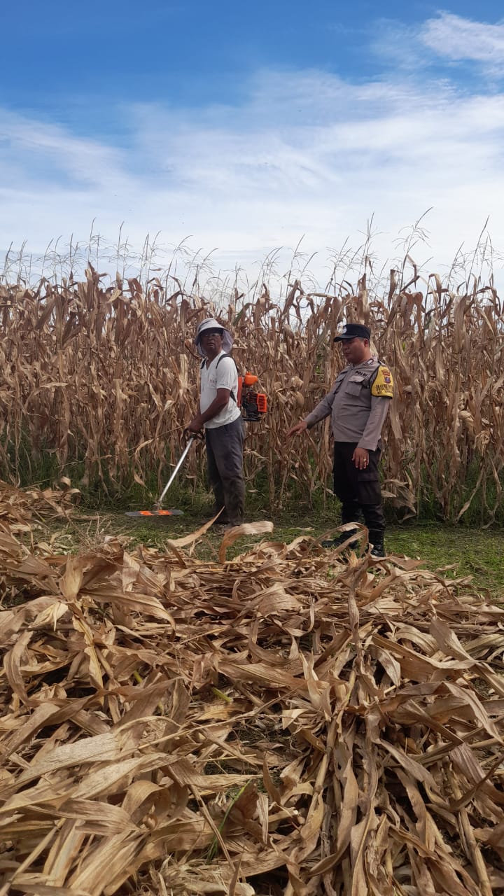 Polsek Siantar Marihat Sambangi Warga Manfaatkan Ladang, Dukung Ketahanan Pangan Polsek Siantar Marihat Sambangi Warga Manfaatkan Ladang, Dukung Ketahanan Pangan